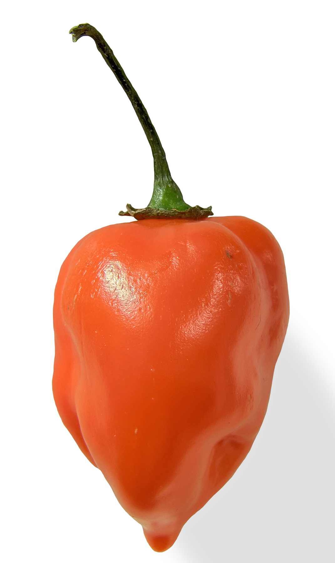 Chile habanero
