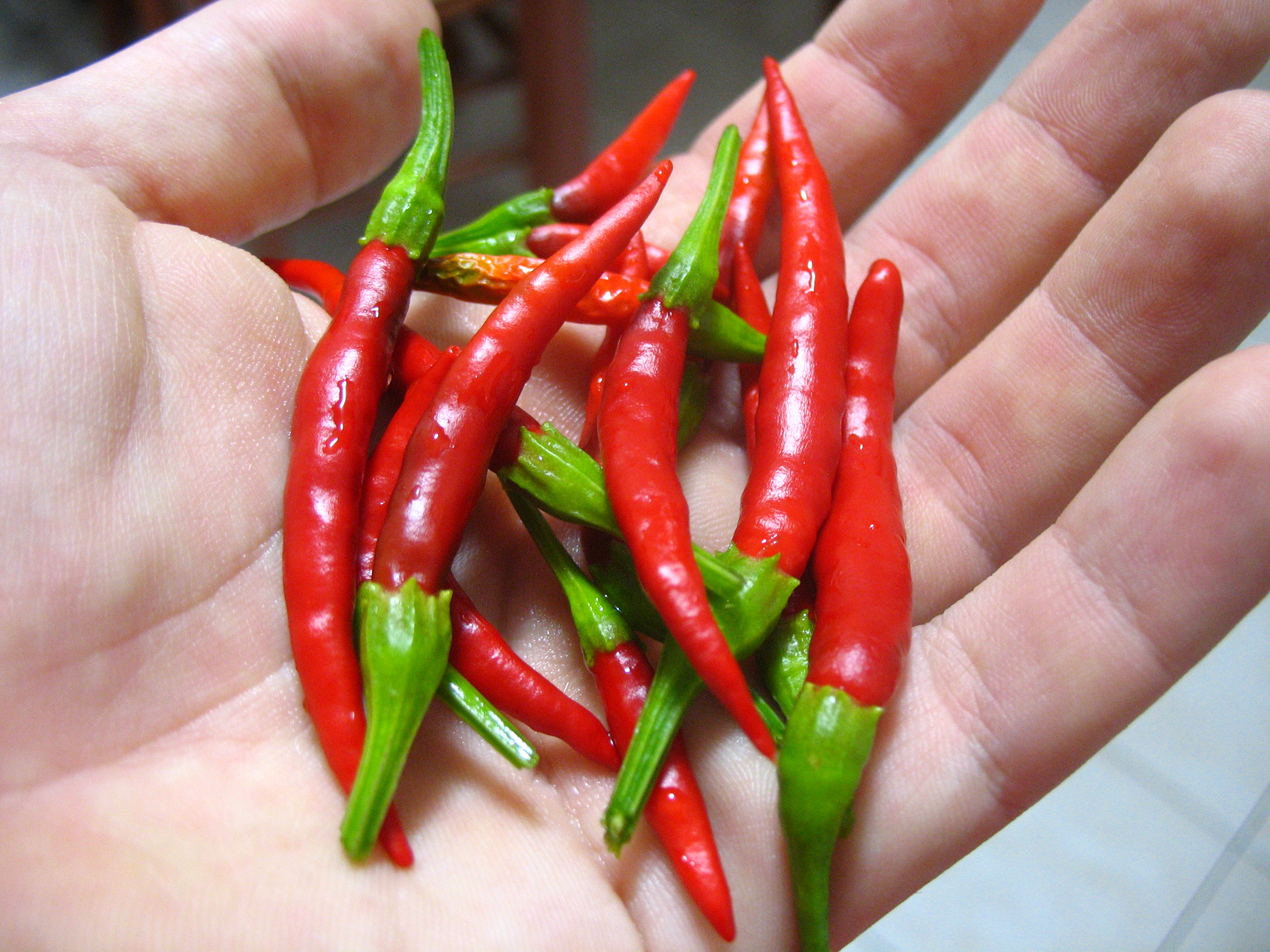 Chile pico de pájaro