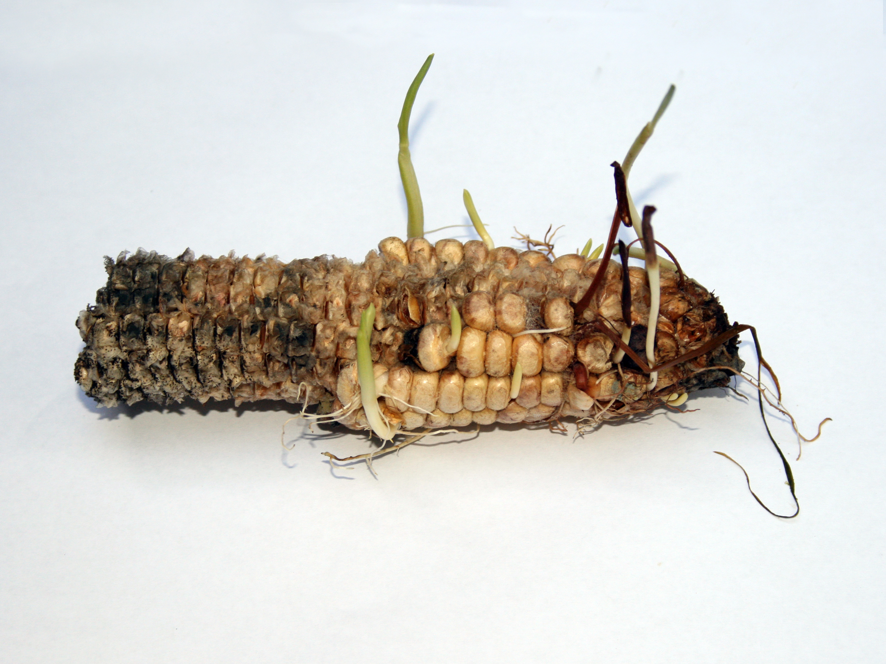 Elote